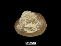 藏品(方形蹄蛤)的圖片